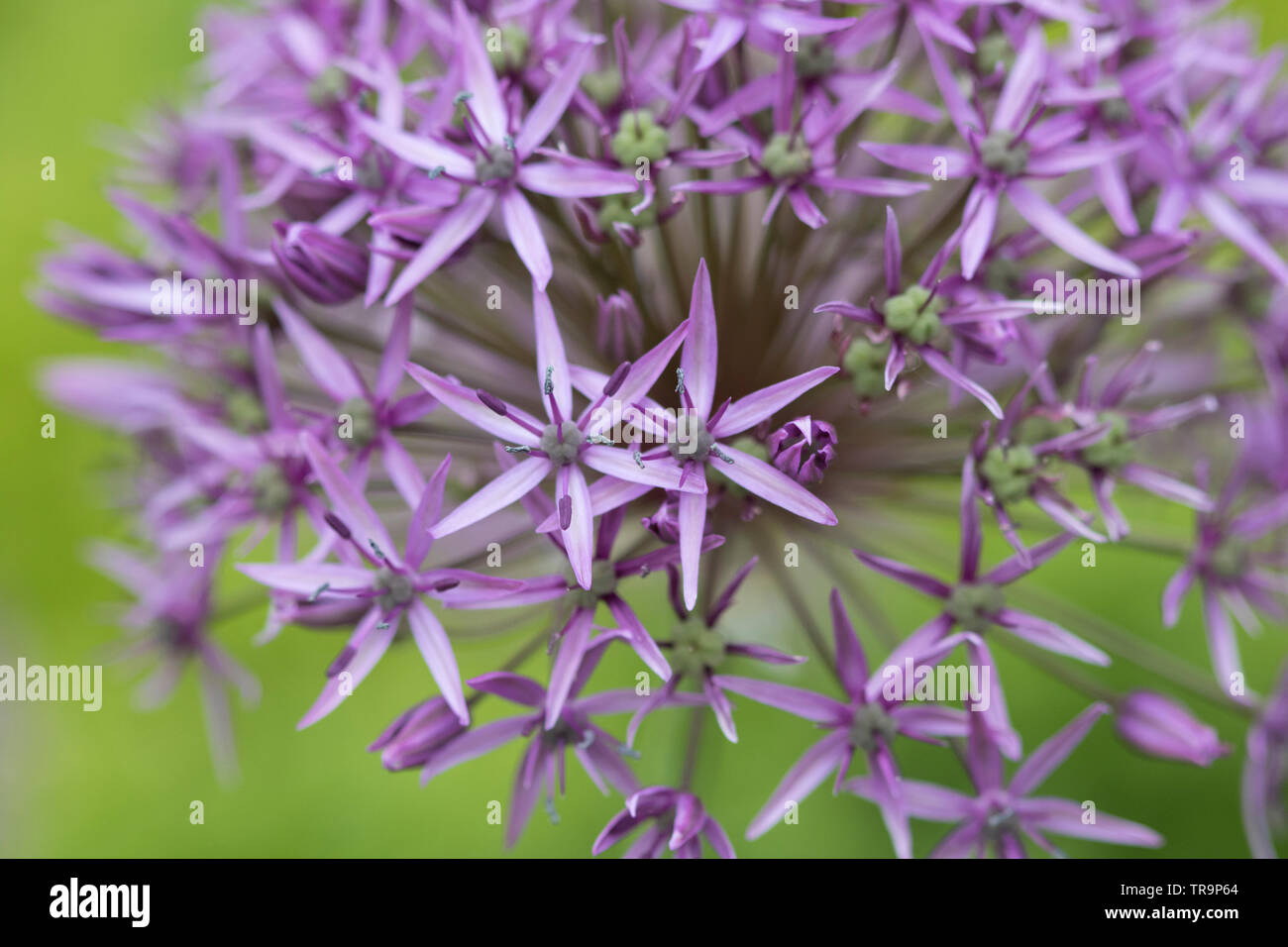 Alliums Garden Flower, Stockfoto