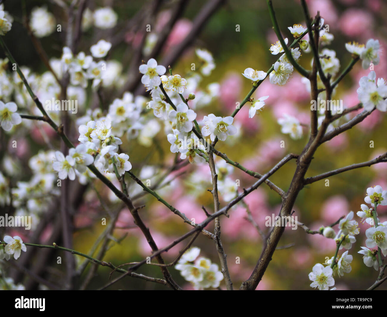 Weiß Japanische Kirschblüten in Nara Stockfoto