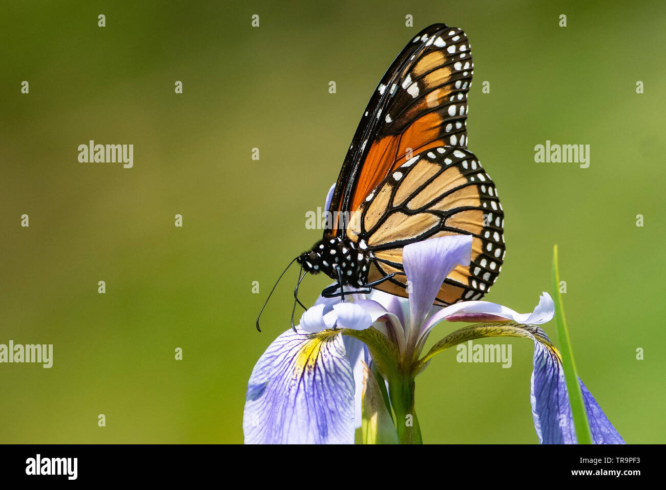 Monarch butterfly auf native Blue-flag iris Ende Mai Stockfoto