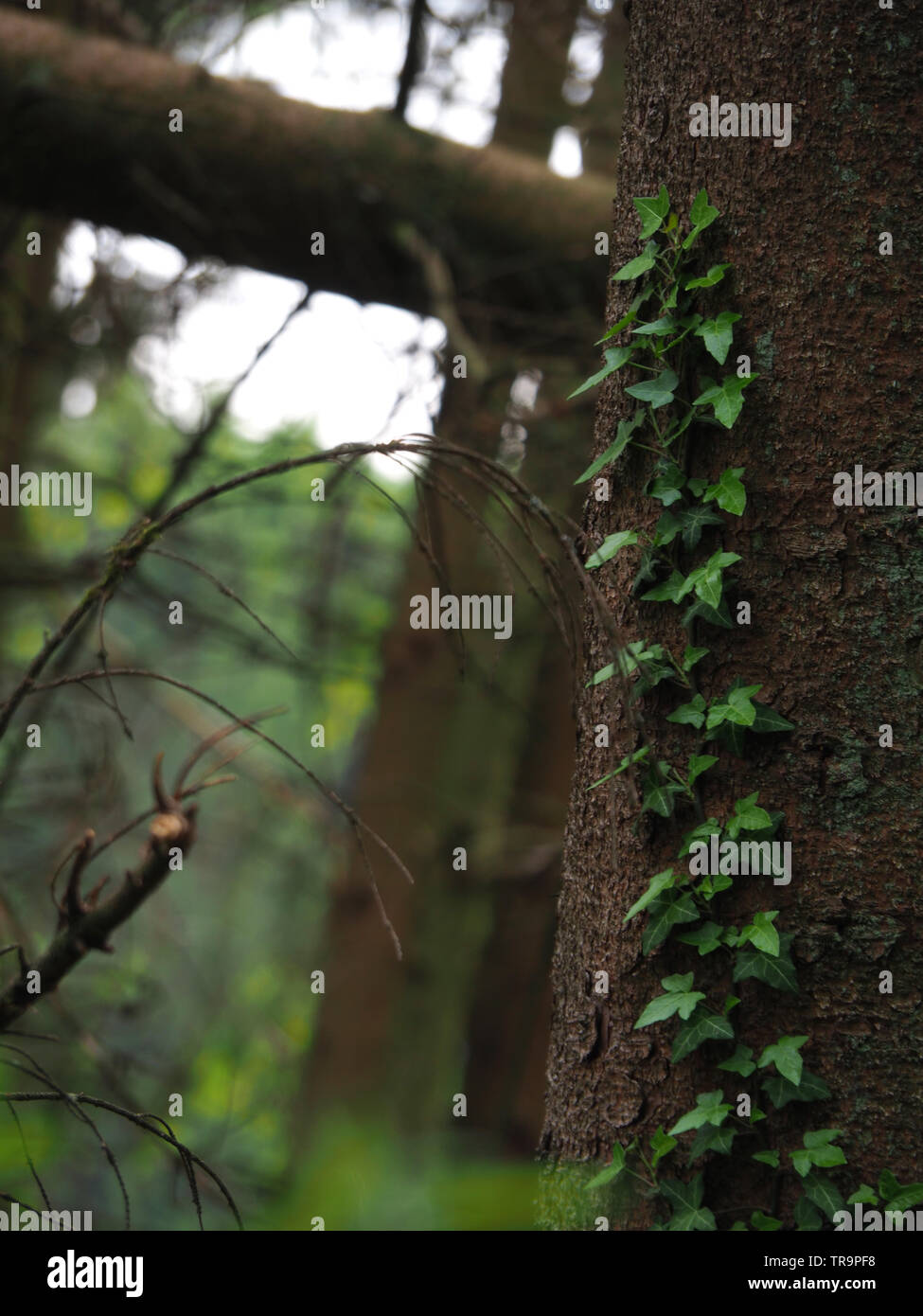 Efeu auf einem Baumstamm in einem deutschen Wald Stockfoto