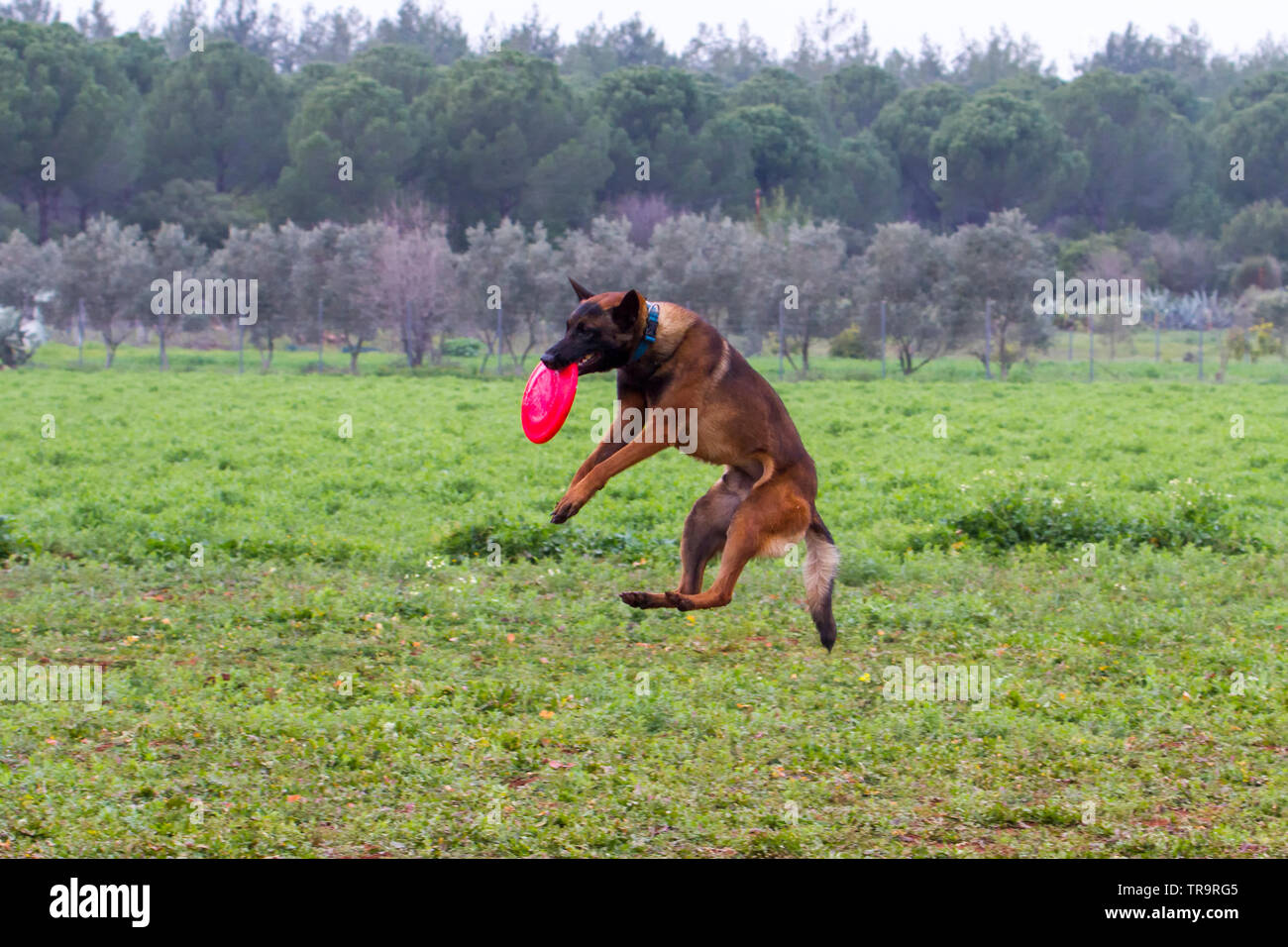 Der Hund Ausbildung, Frisbee mit seinen Mund Fänge Stockfoto