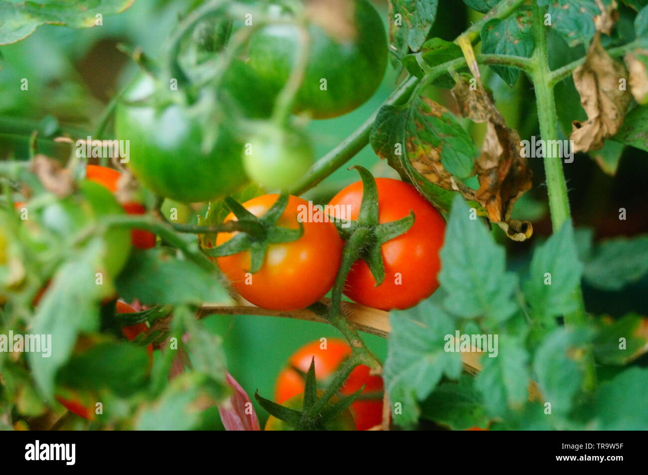Tomaten wachsen im Gemüsegarten Stockfoto