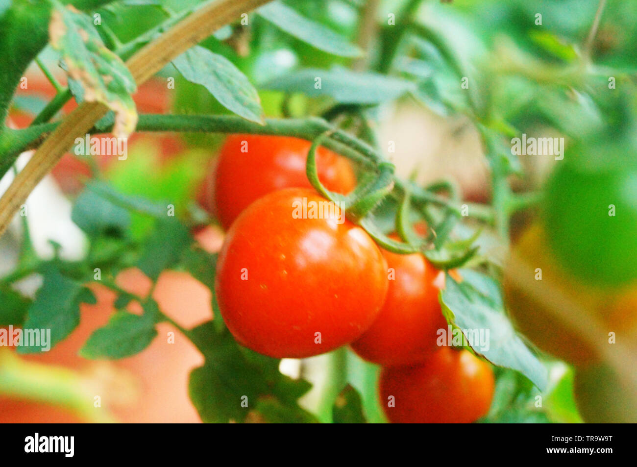 Tomaten wachsen im Gemüsegarten Stockfoto