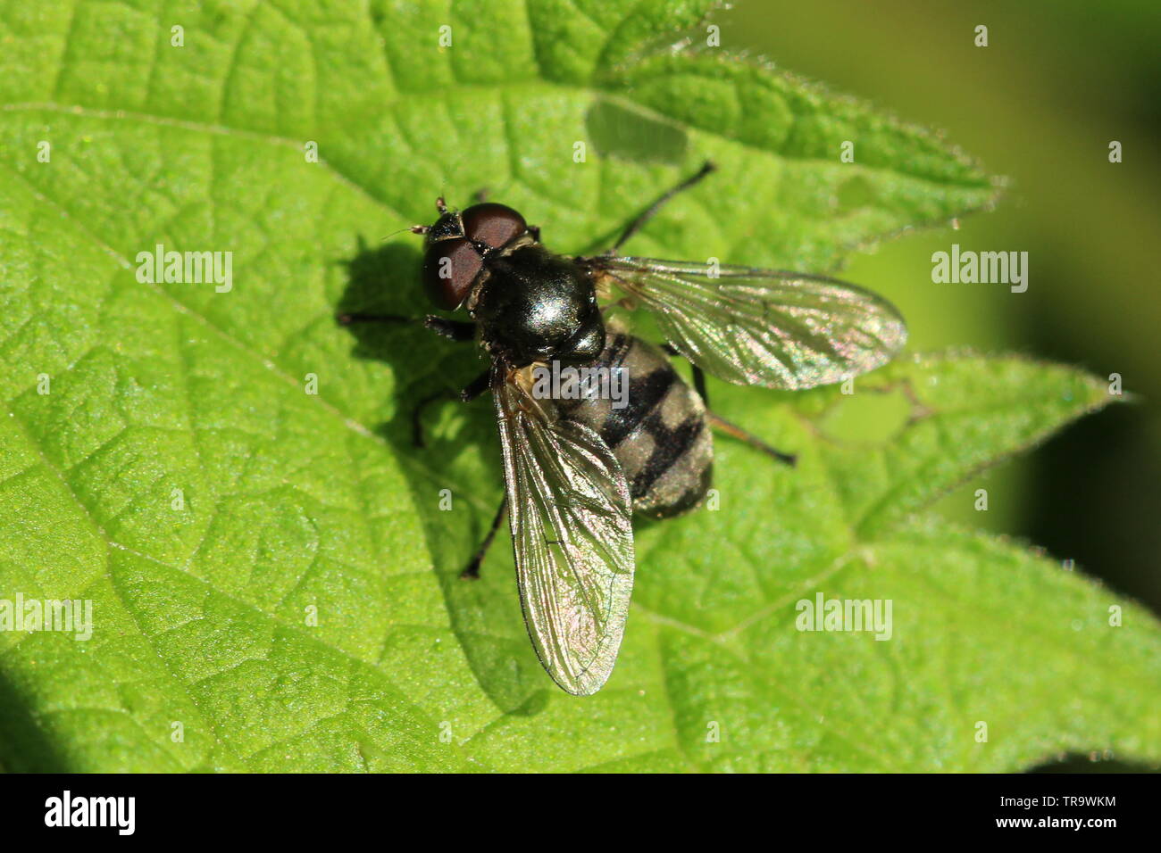 Ein männlicher Portevinia maculata (oder der Bärlauch Hoverfly), in der die schottische Landschaft im Frühling. Stockfoto