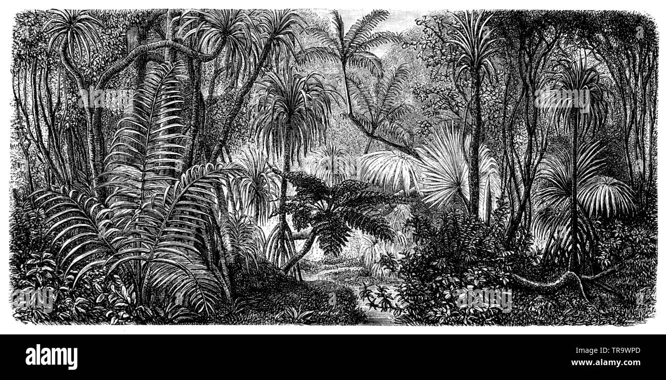 Bergwald auf der Insel Bonia-Sima,, (Enzyklopädie, 1893) Stockfoto