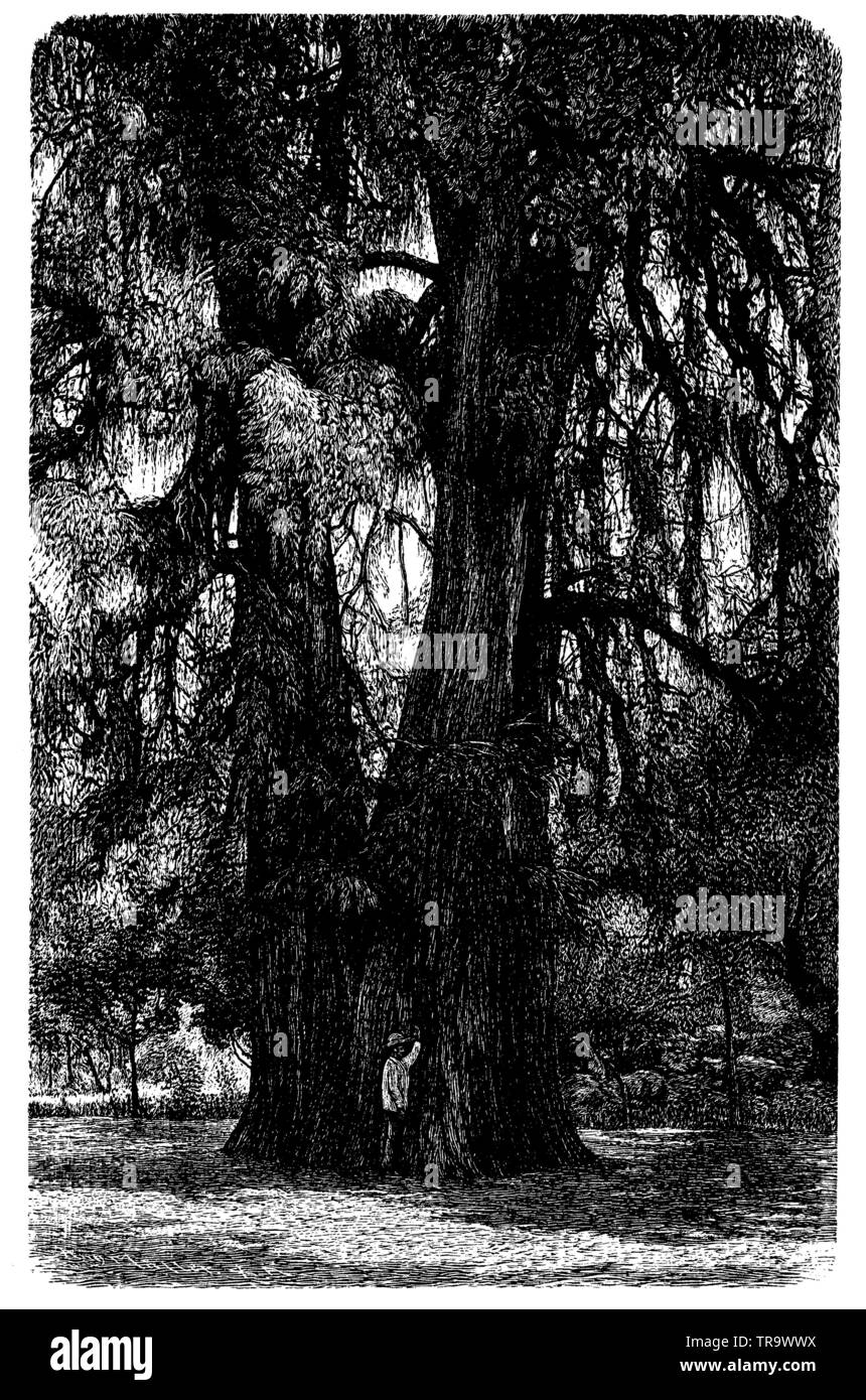 Montezuma Montezuma Pine Tree in der Nähe von Chapultepec,, (Enzyklopädie, 1893) Stockfoto