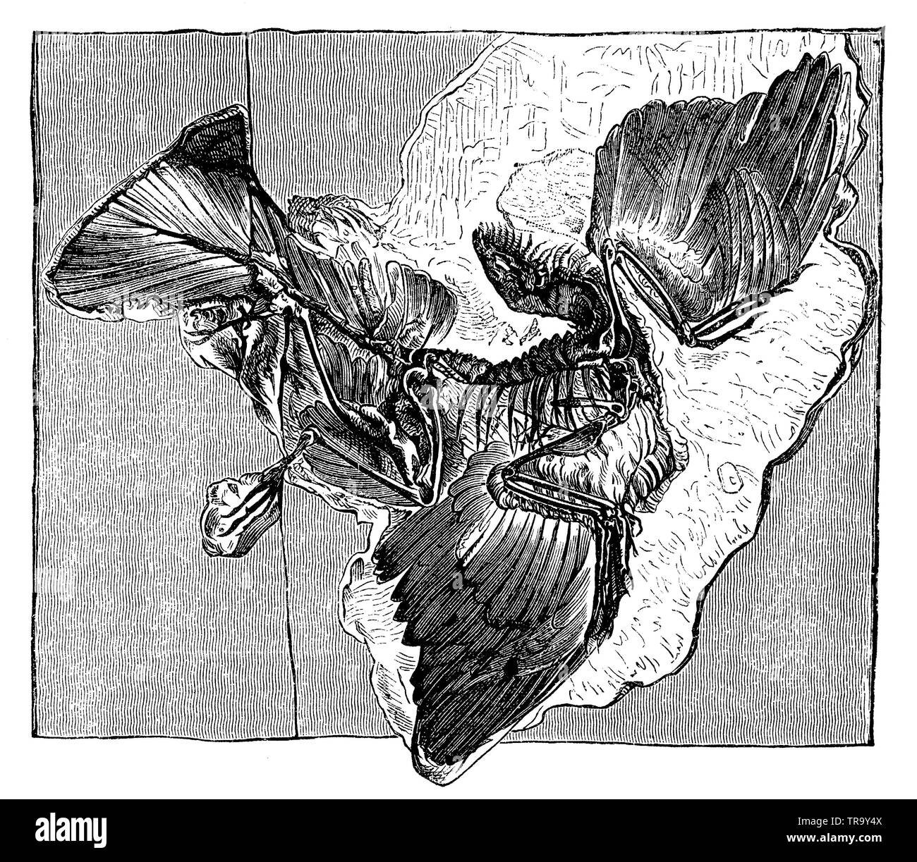 Archaeopteryx lithographica aus Solnhofen,, anonym (Biologie Buch, 1893) Stockfoto