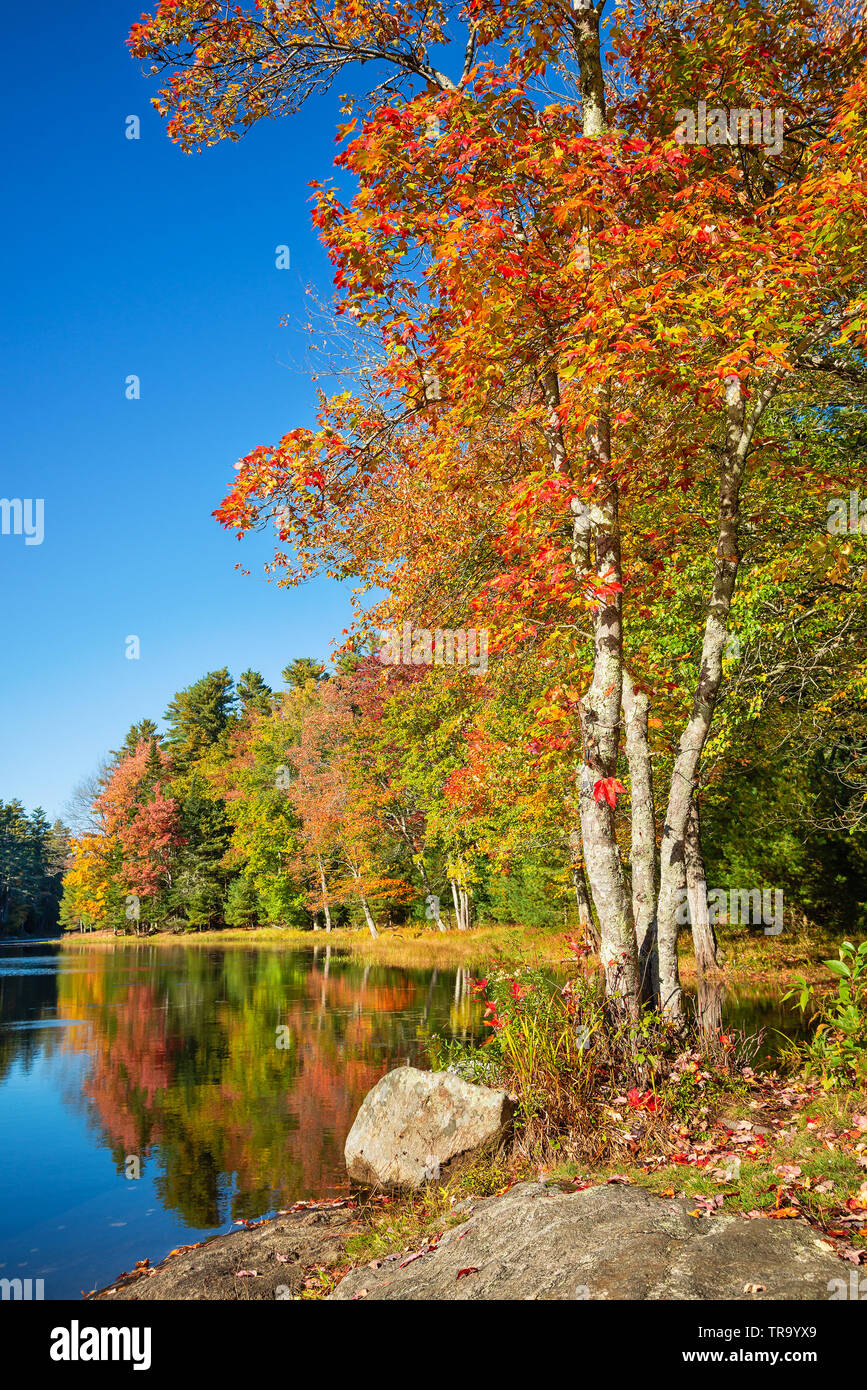 Herbst Laub Bäume von einem See in New England auf einem sonnigen Herbst Tag Stockfoto