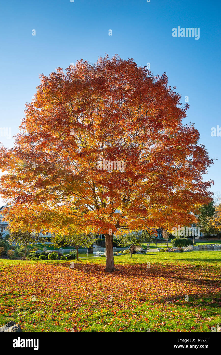 Große ahorn Baum mit bunten und hellen Herbstlaub Blätter in einem Park in New England. Sonnige Herbst Abend mit blauer Himmel. Stockfoto
