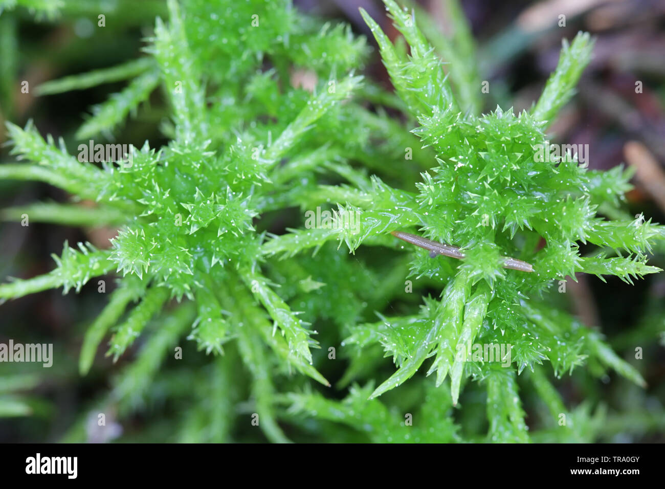 Sphagnum squarrosum, allgemein bekannt als die stacheligen bog-Moos oder Verbreitung-leaved Moos bog Stockfoto