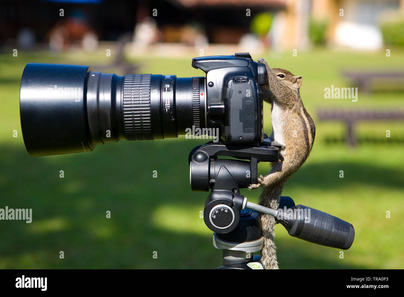 Palm squirrel als Fotograf bei der Sucher der Kamera. Tieren und Humor. Stockfoto