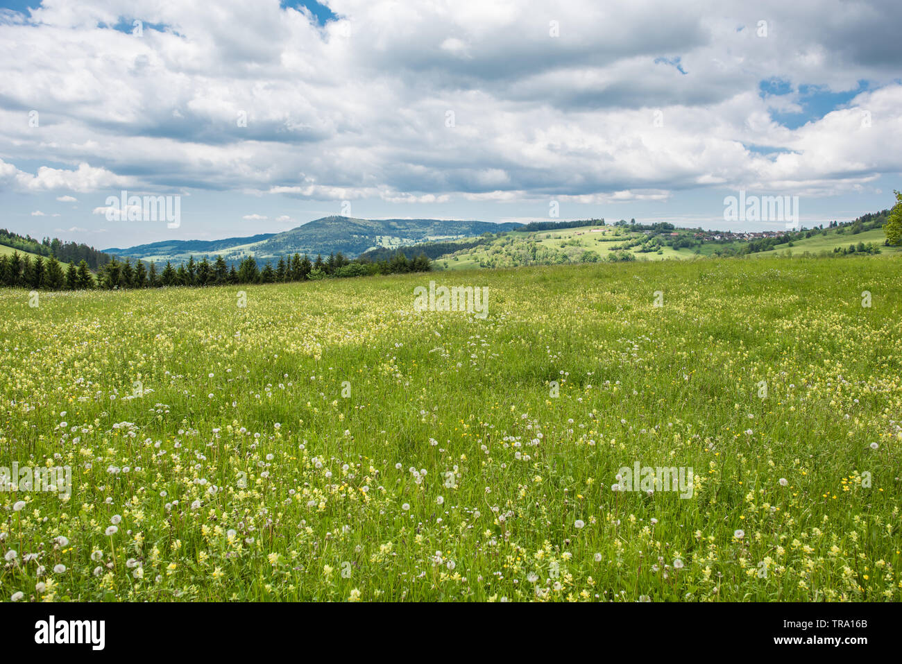 Natur Landschaft Schwarzwald Deutschland Stockfoto