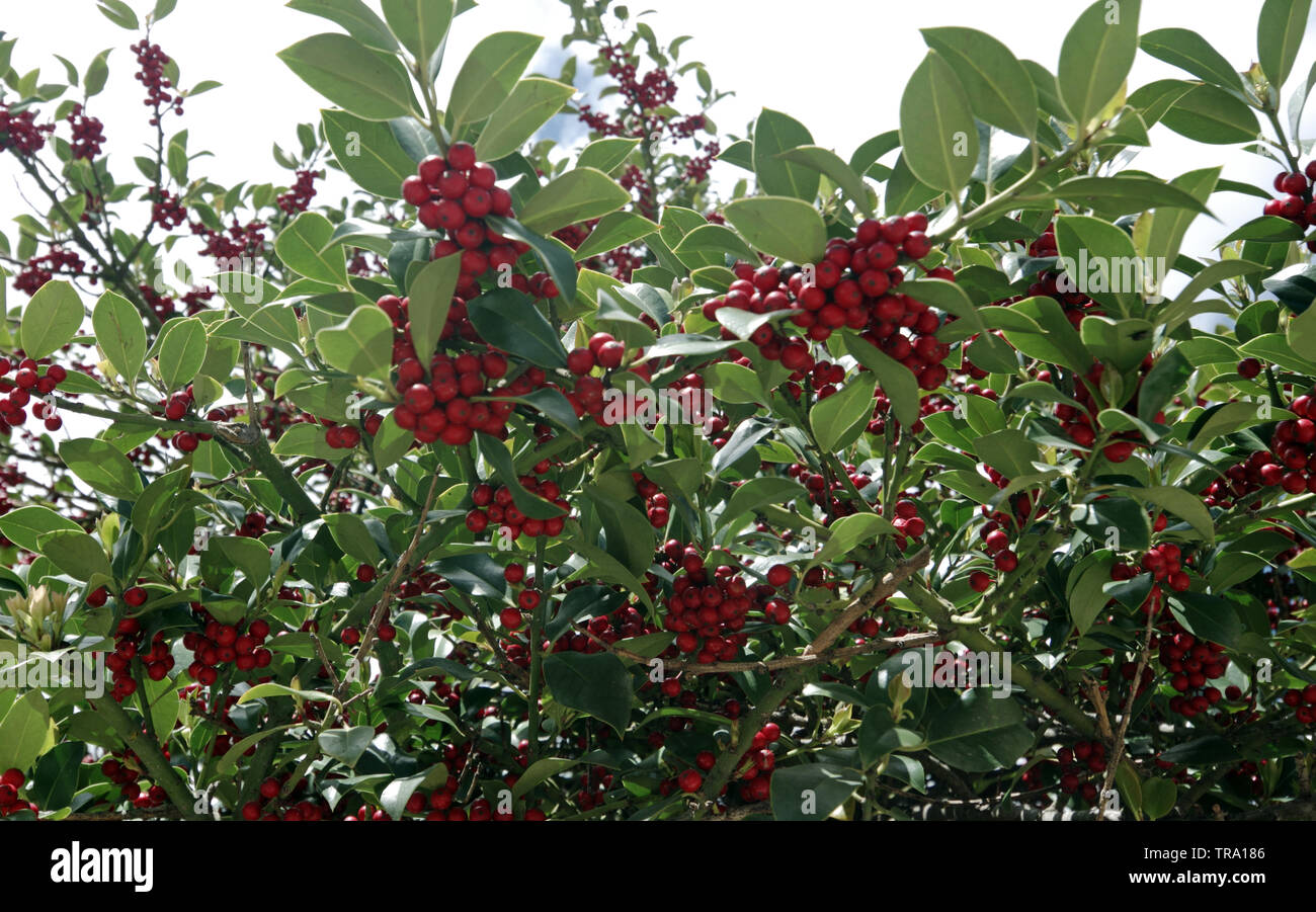 Stechpalme (Ilex Aquifolium) Schließen-ip Stockfoto