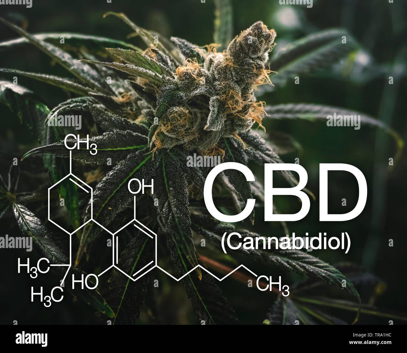 Natürliche Heilung info Symbol für Cannabis Industrie Stockfoto
