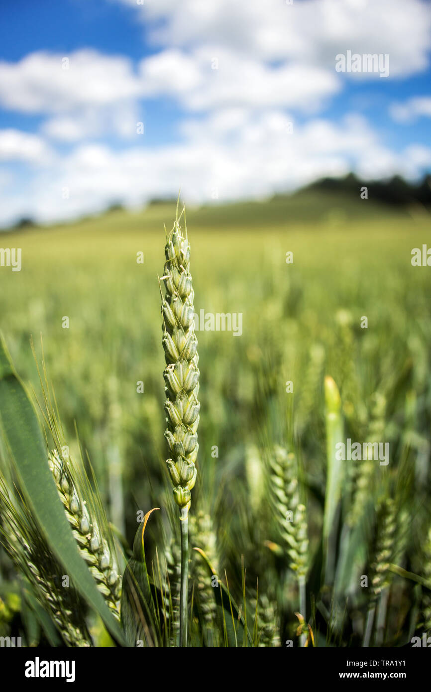 Ohr von Gerste close-up mit Gerste Feld Hintergrund. Wunderschöne grüne Landschaft mit detaillierten und isolierte Ohr von Gerste mit selektiven Fokus. Stockfoto