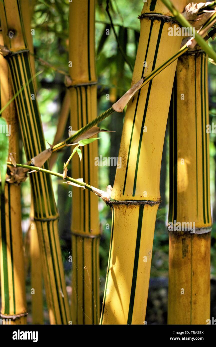Gelber bambus -Fotos und -Bildmaterial in hoher Auflsung  Alamy