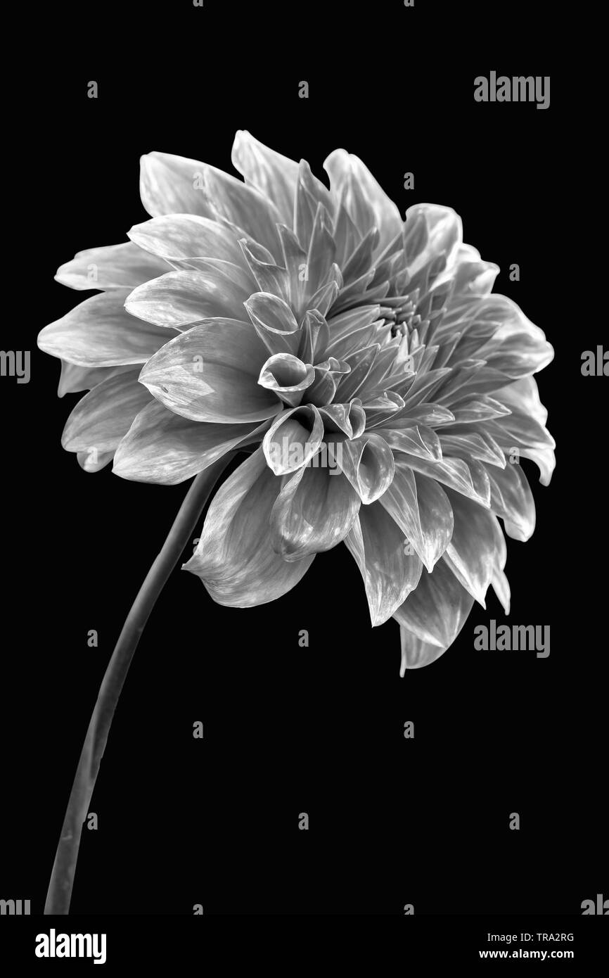 Ansicht Von Nur Dalia Blume In Schwarz Und Weiß Version Auf schwarzem Hintergrund Stockfoto