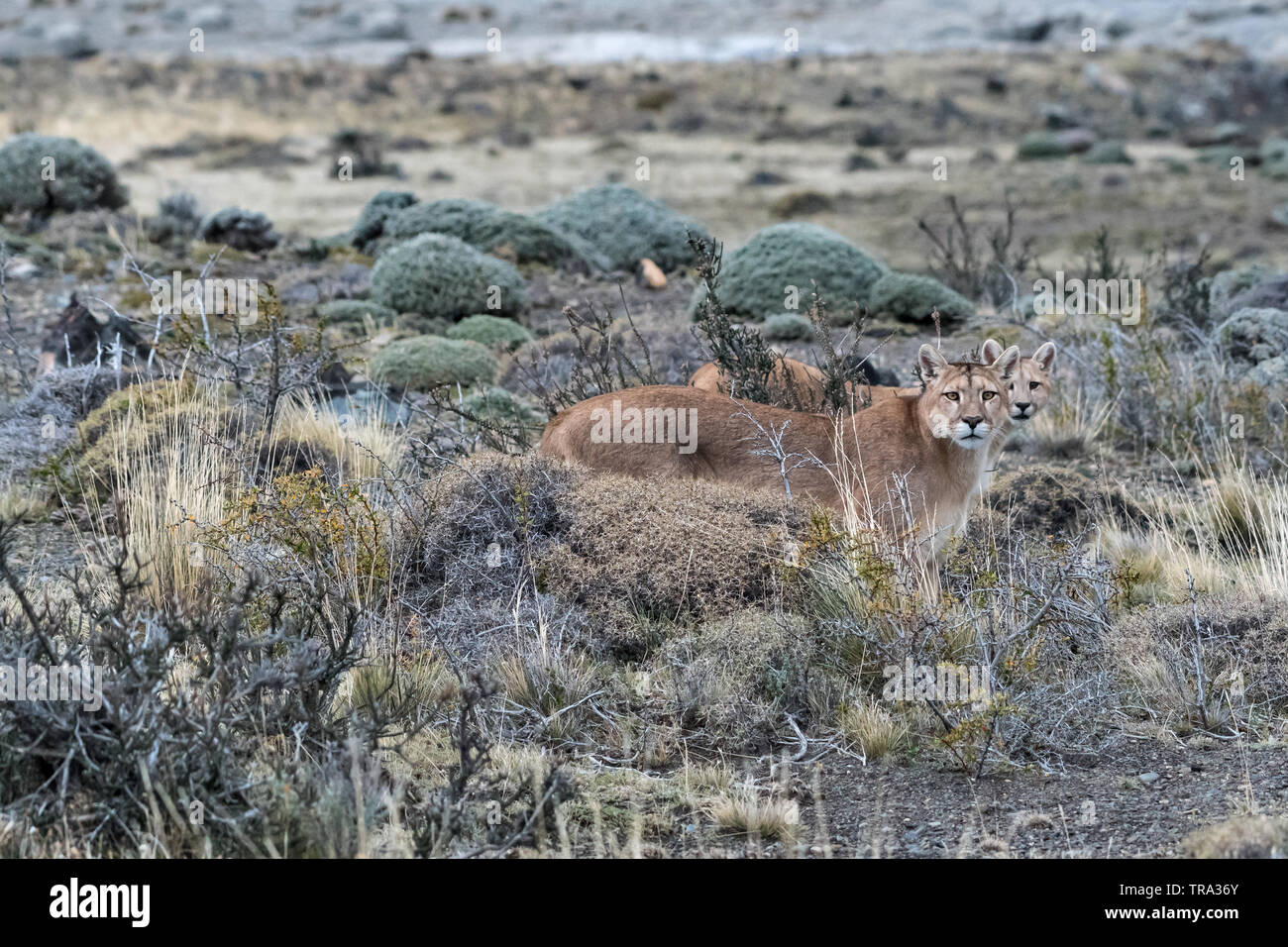 Puma (Felis concolor), Torres del Paine NP, Chile Stockfoto