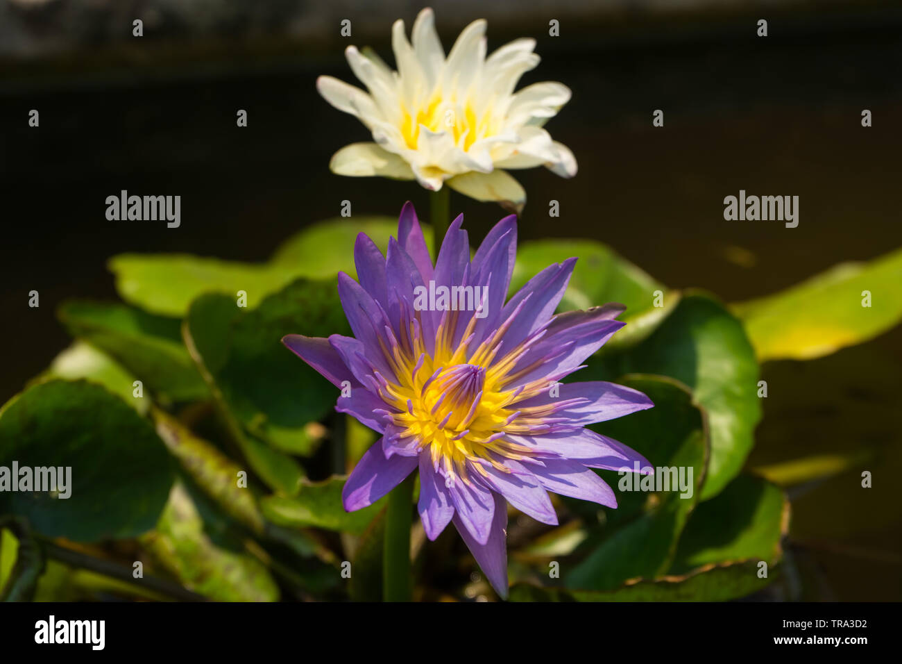 Lila Lotus im Teich auf unscharfen White Lotus Hintergrund, Stockfoto