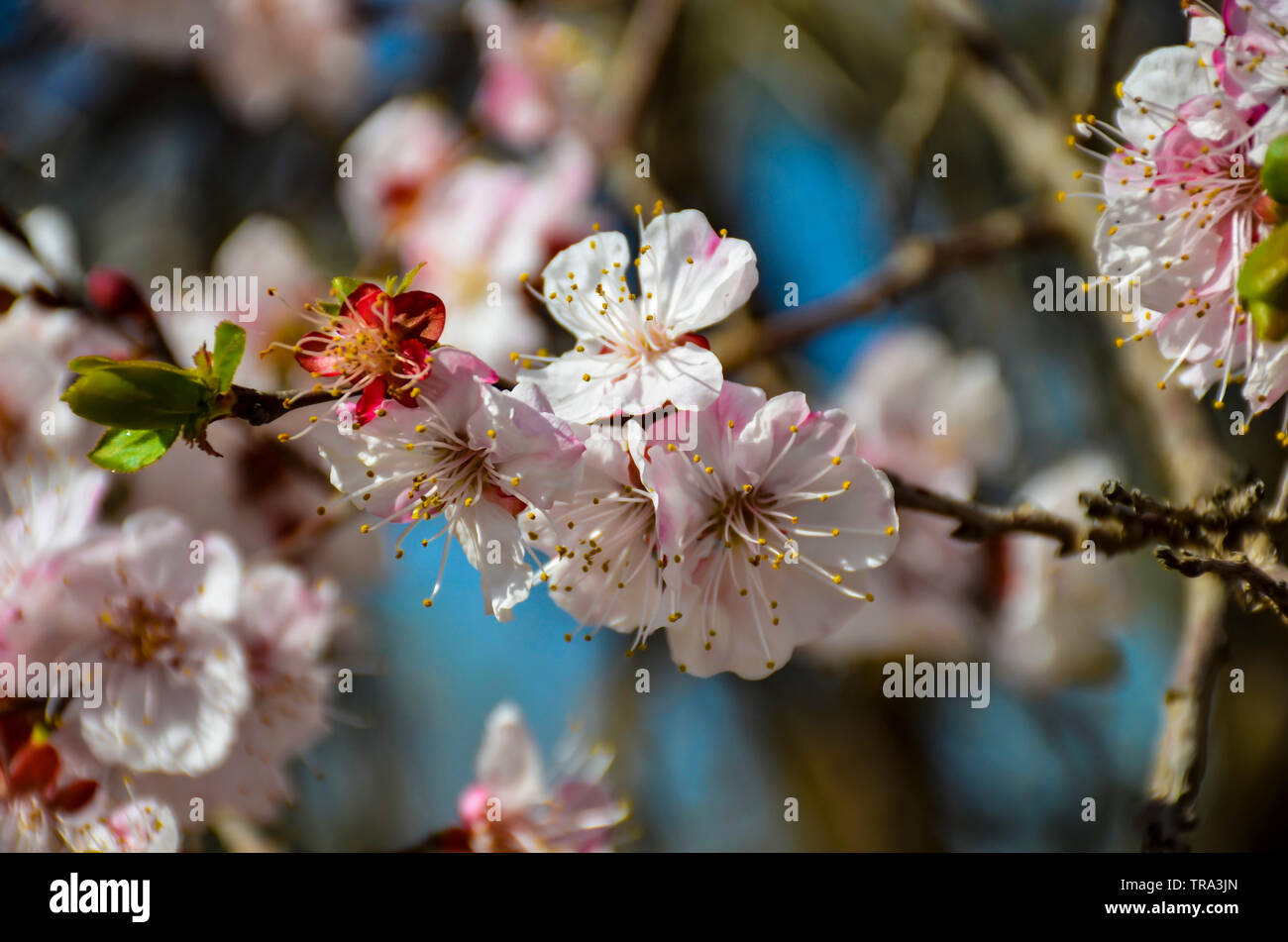 Spring Blossom apple Blumen im Frühling Nahaufnahme Stockfoto