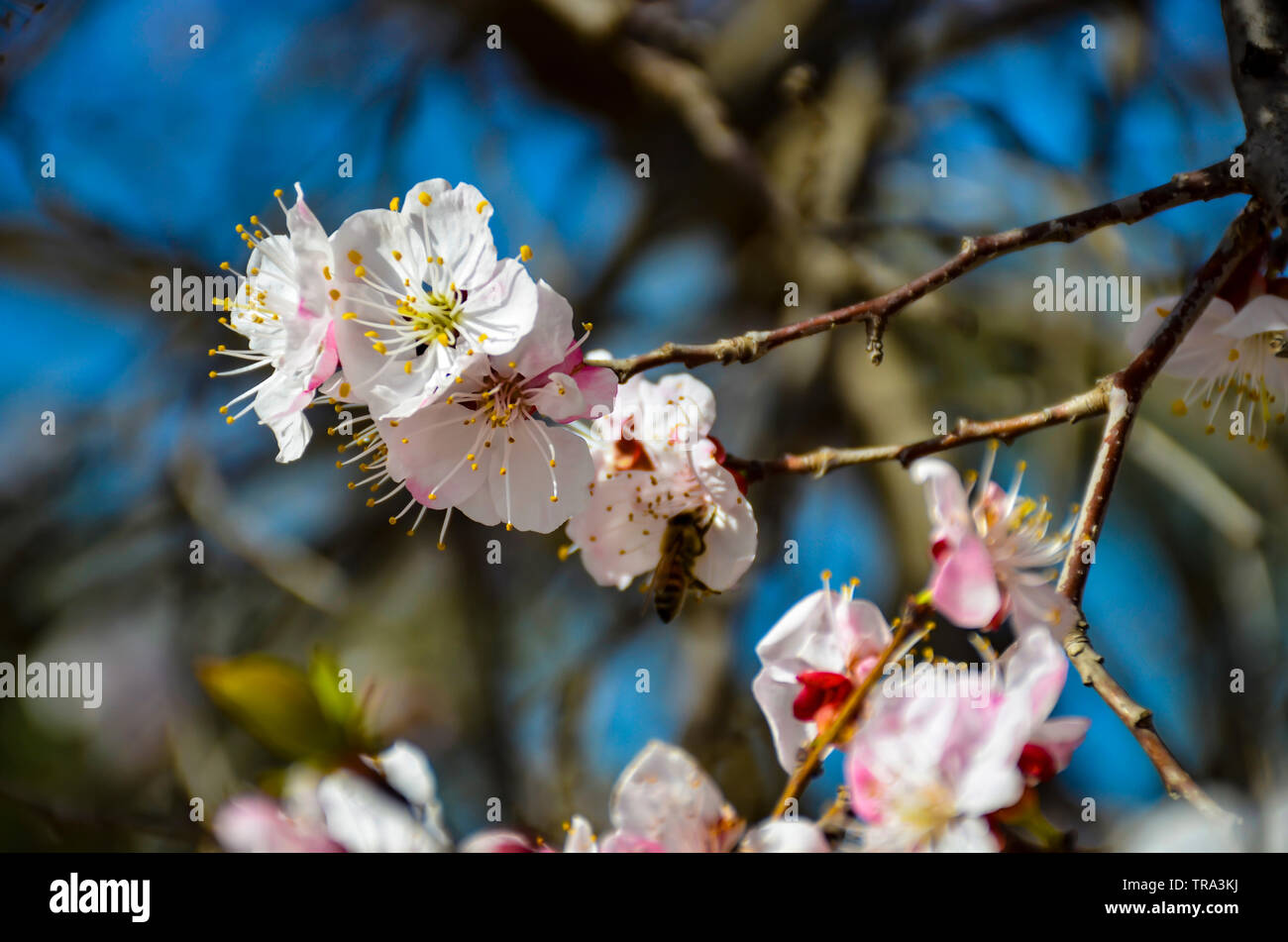 Spring Blossom apple Blumen im Frühling Nahaufnahme Stockfoto