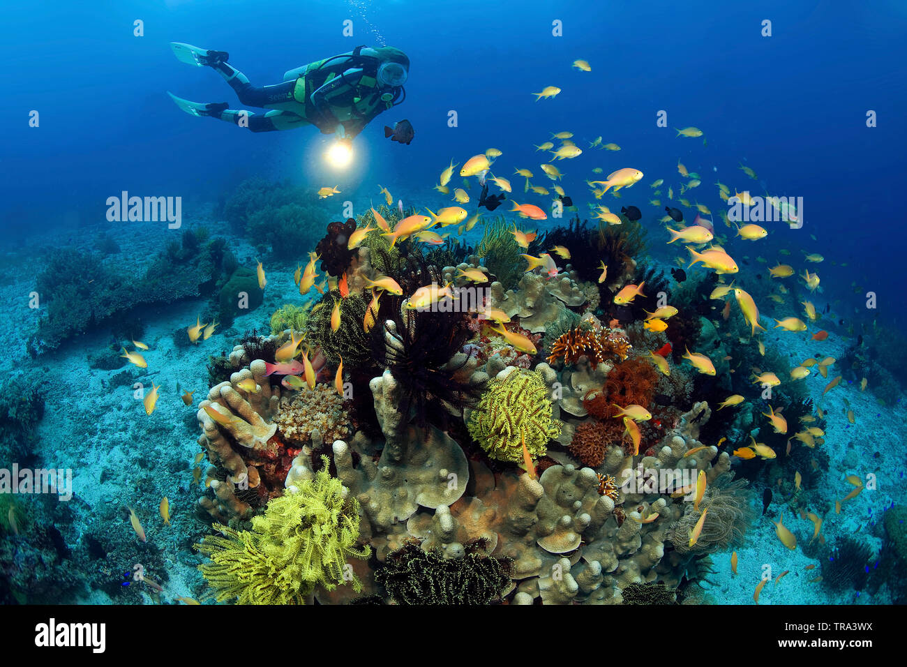 Scuba Diver und Jewel fairy basslets (Pseudanthias squamipinnis) zu einem bunten Korallenriff, Panglao, Bohol, Visayas, Philippinen Stockfoto