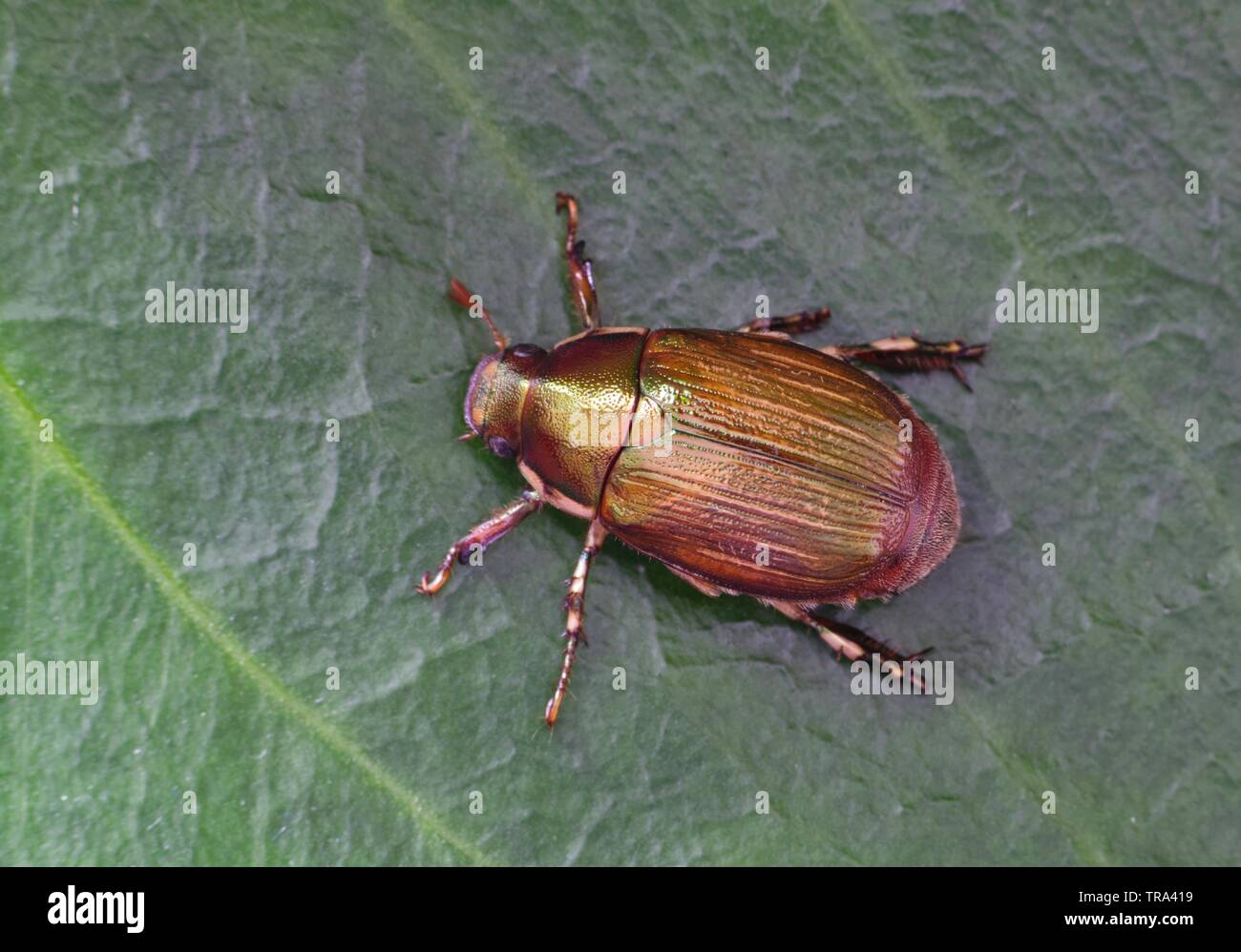 Ruteline mit elfenbeinrand -Fotos und -Bildmaterial in hoher Auflösung ...