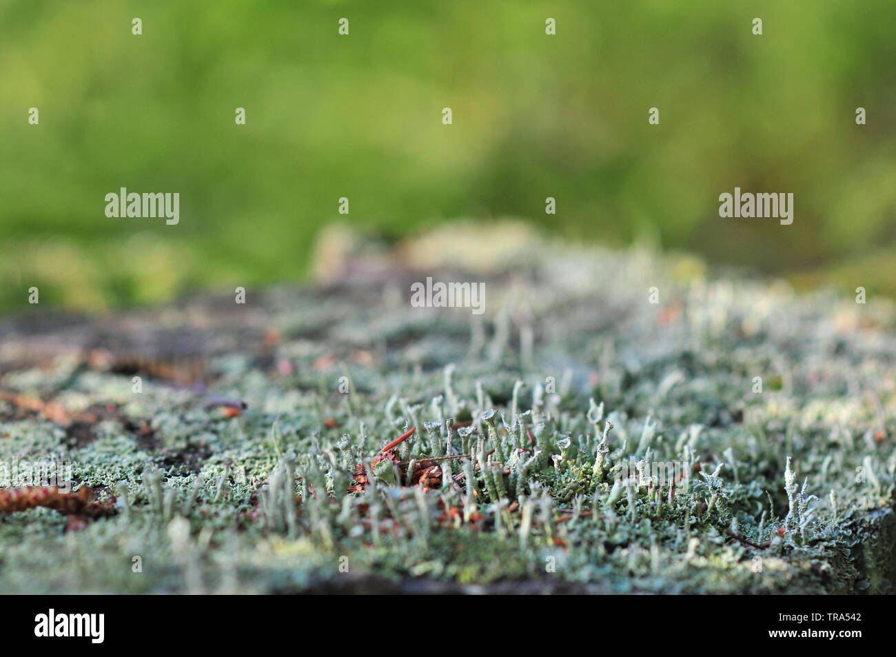 Trompete Flechten, Cladonia fimbriata Stockfoto