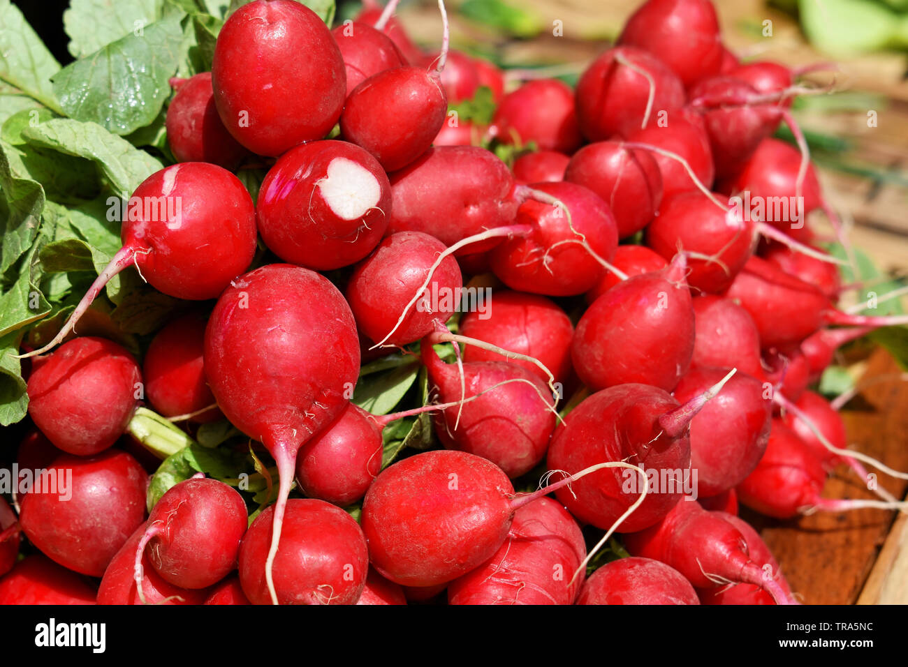 Bündel frische rote Radieschen auf dem Markt Stockfoto