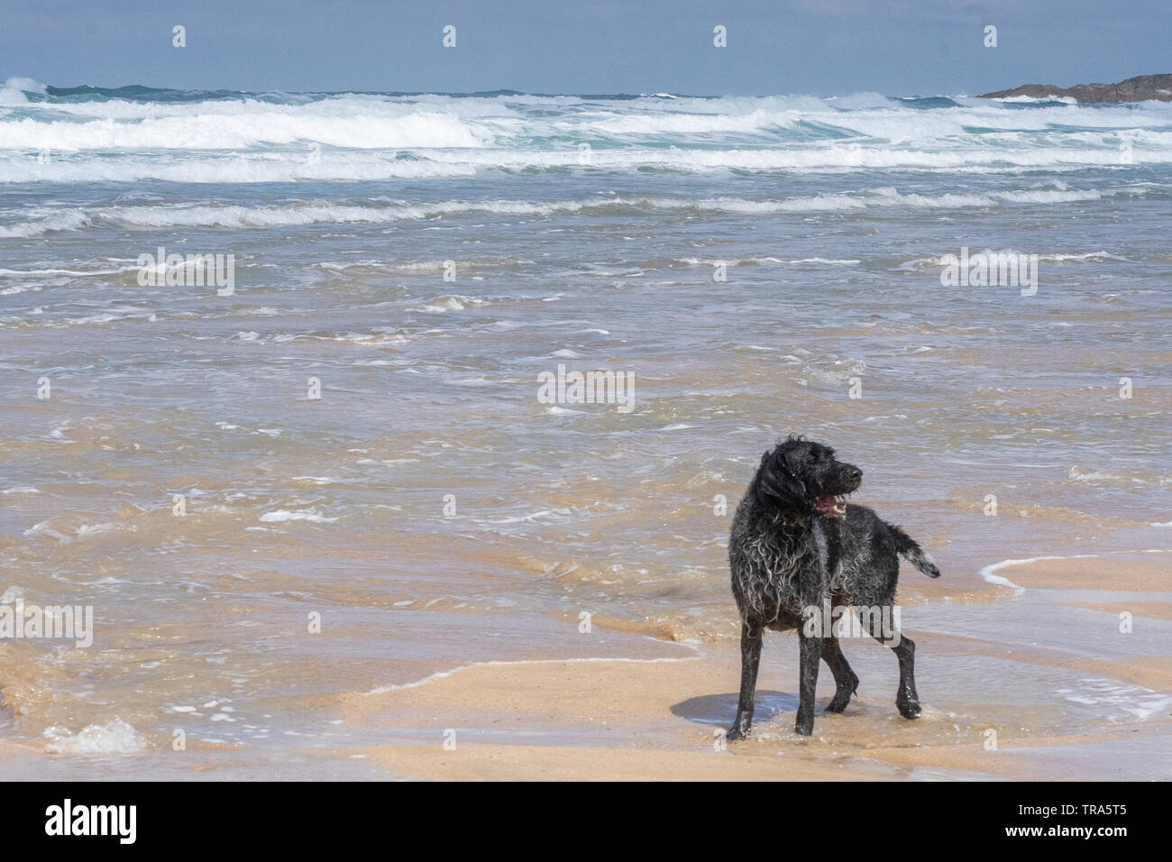 Irish Wolfhound Hund spielen auf den Fistral Beach Newquay, Cornwall, Großbritannien Stockfoto
