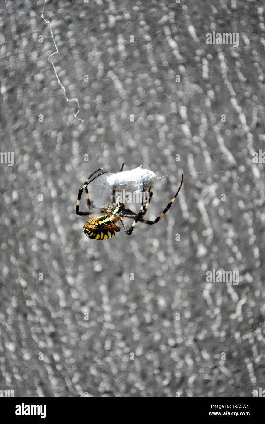 (Argiope Bruennichi wasp Spider) Weibliche in web Holding und Zöpfe fliegen mit Spinnweben, Rückansicht, sanft-grauen verschwommenen Hintergrund Stockfoto