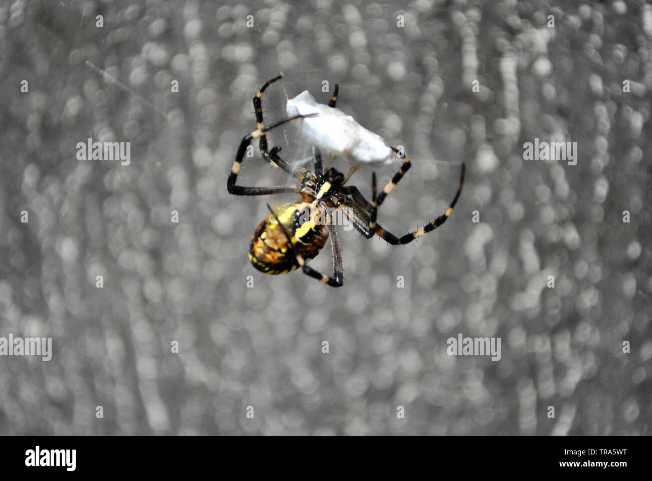 (Argiope Bruennichi wasp Spider) Weibliche in web Holding und Zöpfe fliegen mit Spinnweben, sanft-grauen verschwommenen Hintergrund Stockfoto