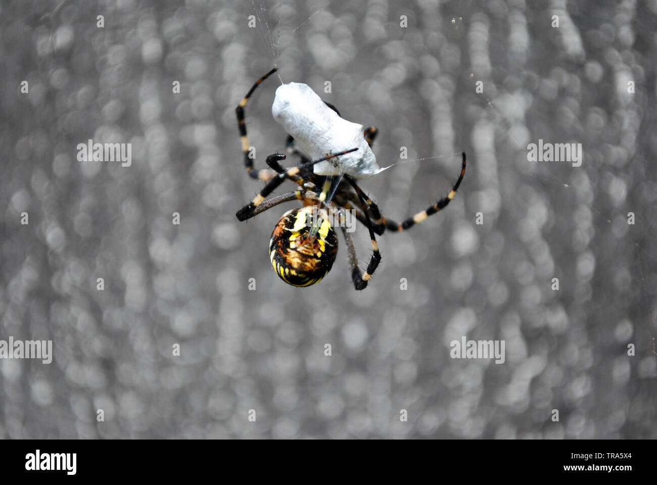 (Argiope Bruennichi wasp Spider) Weibliche in web Holding und Zöpfe fliegen mit Spinnweben, sanft-grauen verschwommenen Hintergrund Stockfoto