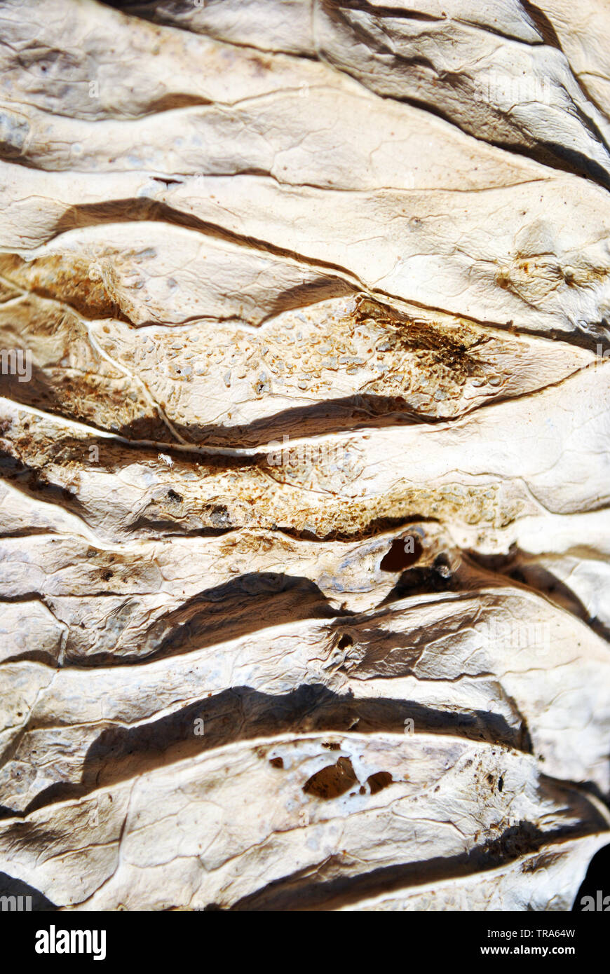 Trockene Blatt Textur, natürlichen, organischen Hintergrund, Nahaufnahme, Detail, weich sepia Wellenlinien Stockfoto