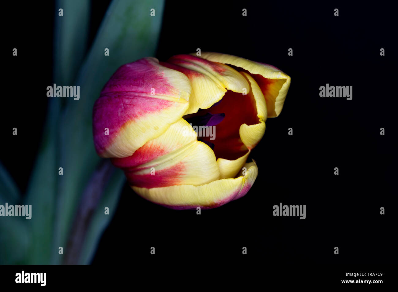 Tulpe Blume Kopf, Tulipa Gattung der Frühling blühende Mehrjährige krautige bulbiferous Geophyten, Makro mit einer geringen Tiefenschärfe Stockfoto