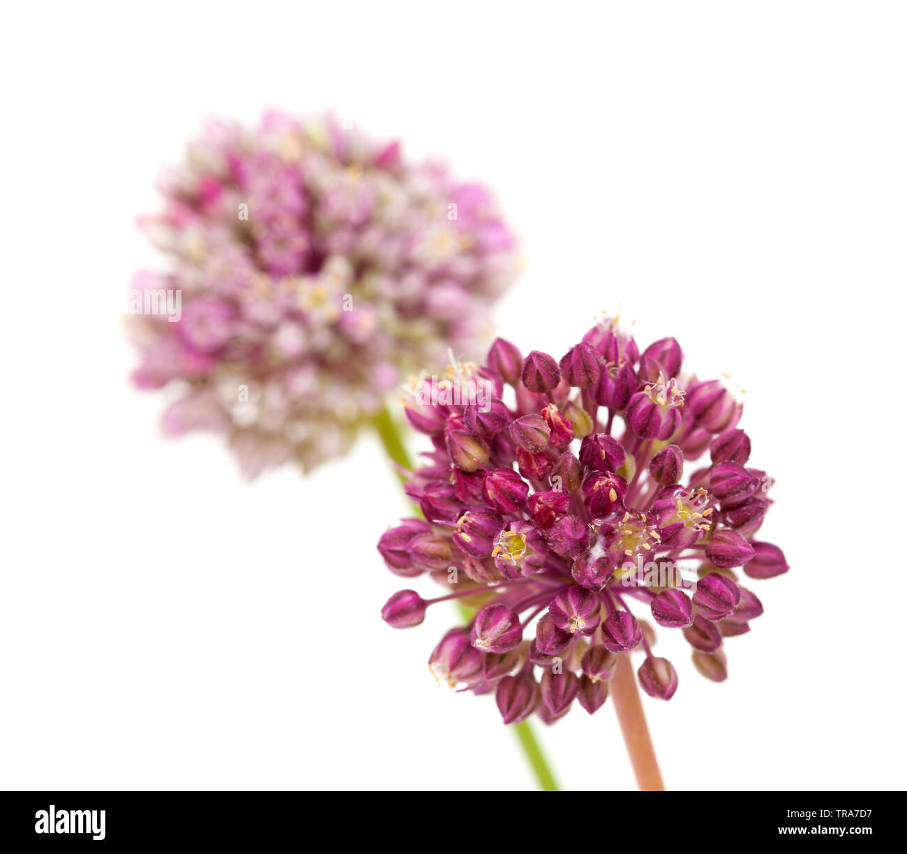 Flora von Gran Canaria - Allium ampeloprasum, Wilder Lauch, isoliert auf weißem Stockfoto