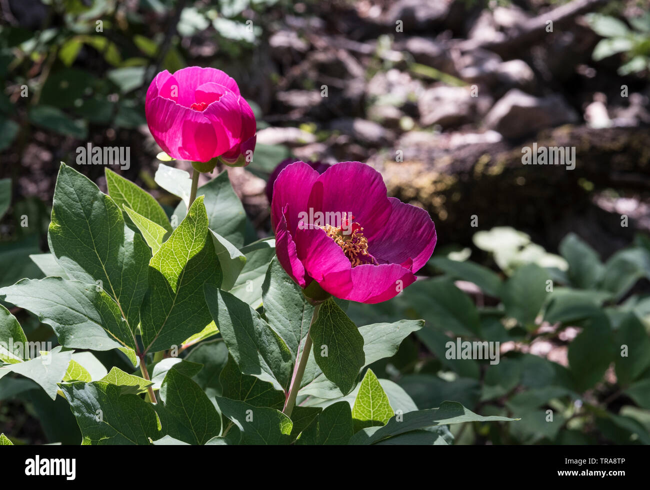 Blume der Pfingstrose (Paeonia mascula) Stockfoto