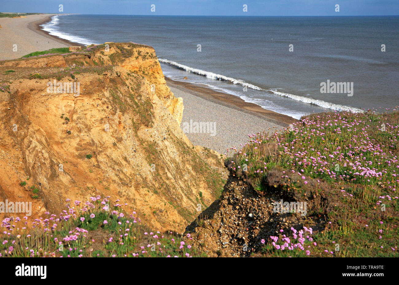 Eine Ansicht der Sparsamkeit, Armeria maritima, in einer Klippe Lebensraum auf der North Norfolk Coast in Weybourne, Norfolk, England, Vereinigtes Königreich, Europa. Stockfoto