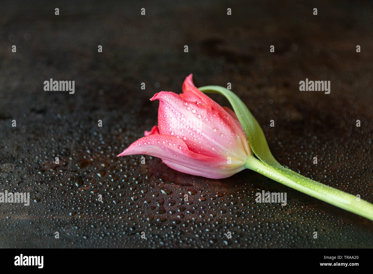 Nahaufnahme von einem einzigen rote Tulpe mit Wassertropfen liegen auf einem dunklen Hintergrund Stockfoto