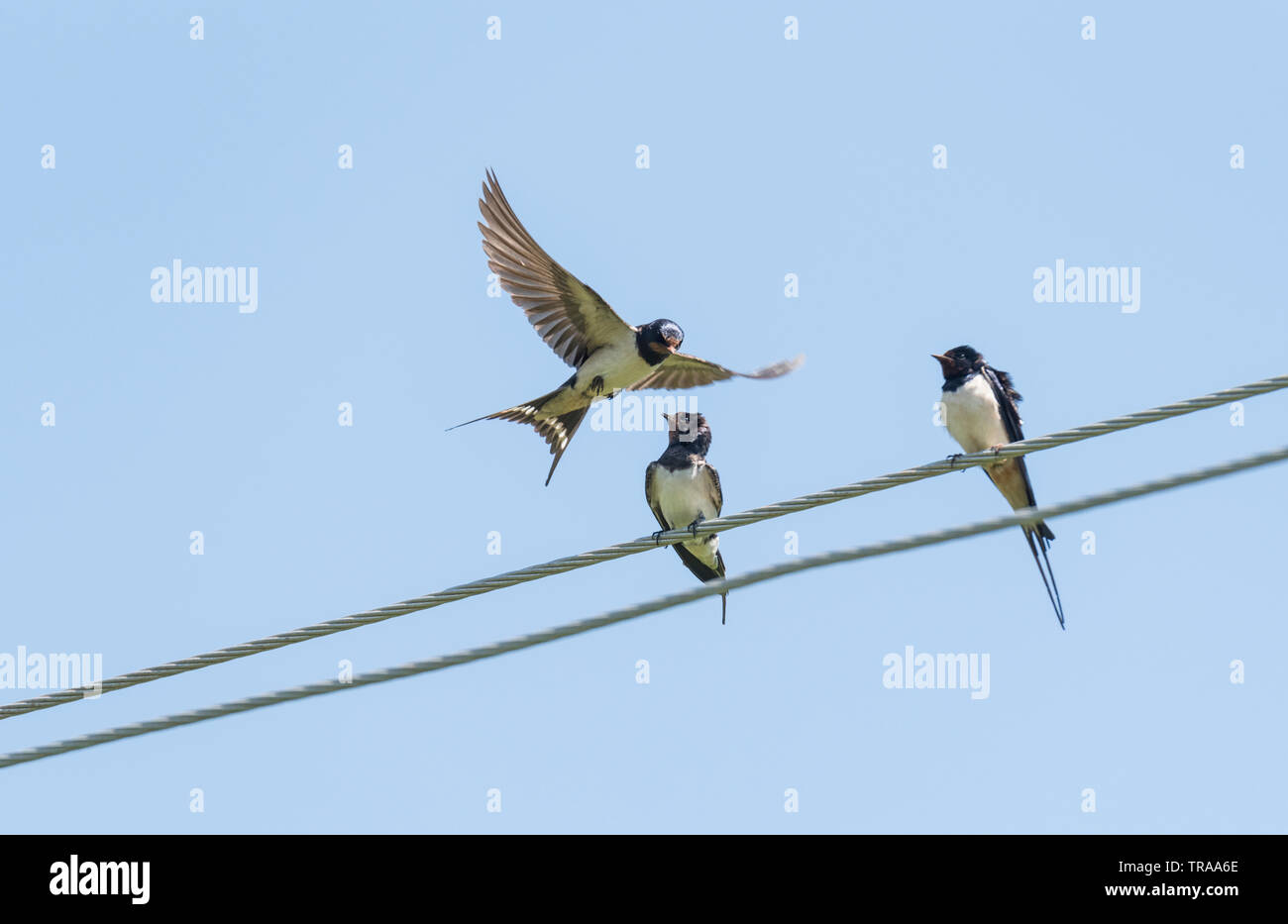 Rauchschwalben (Hirundo rustica) auf Draht mit einer Anzeige oder aggressiv zu sein zu den anderen Stockfoto