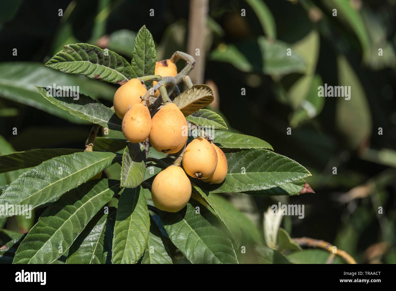 Frucht der Japanische Wollmispel (Eriobotrya japonica) Stockfoto