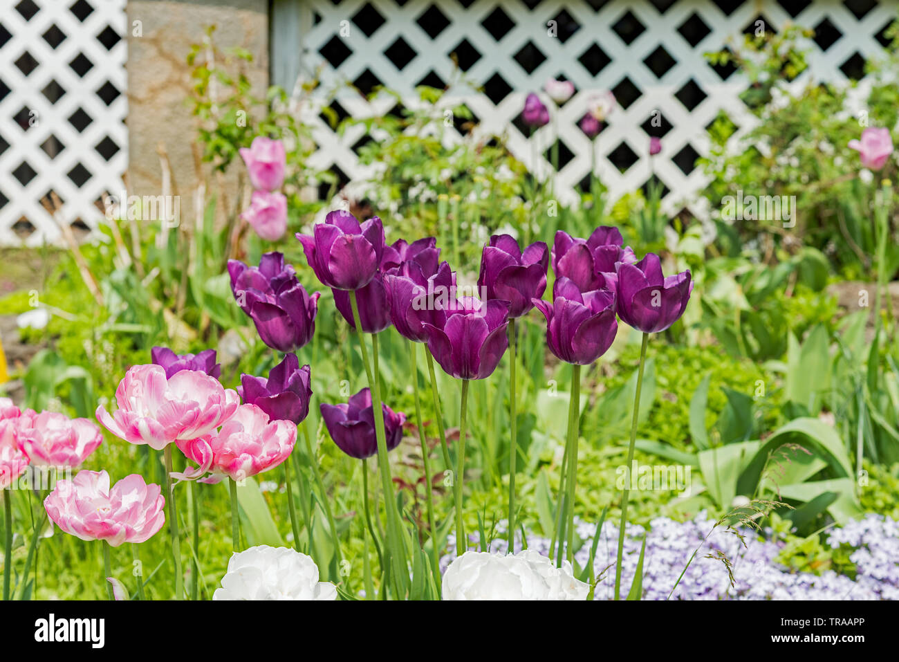 Blühende Blumen Stockfoto