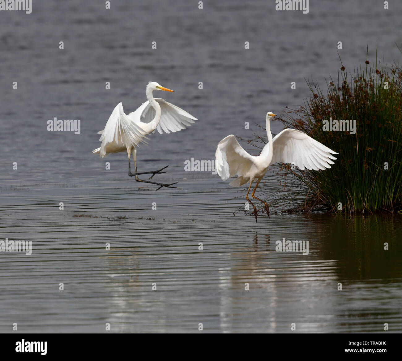 Silberreiher [Ardea alba] - Willington Kiesgruben Nature Reserve, Chaplin, Derbyshire, Großbritannien Stockfoto