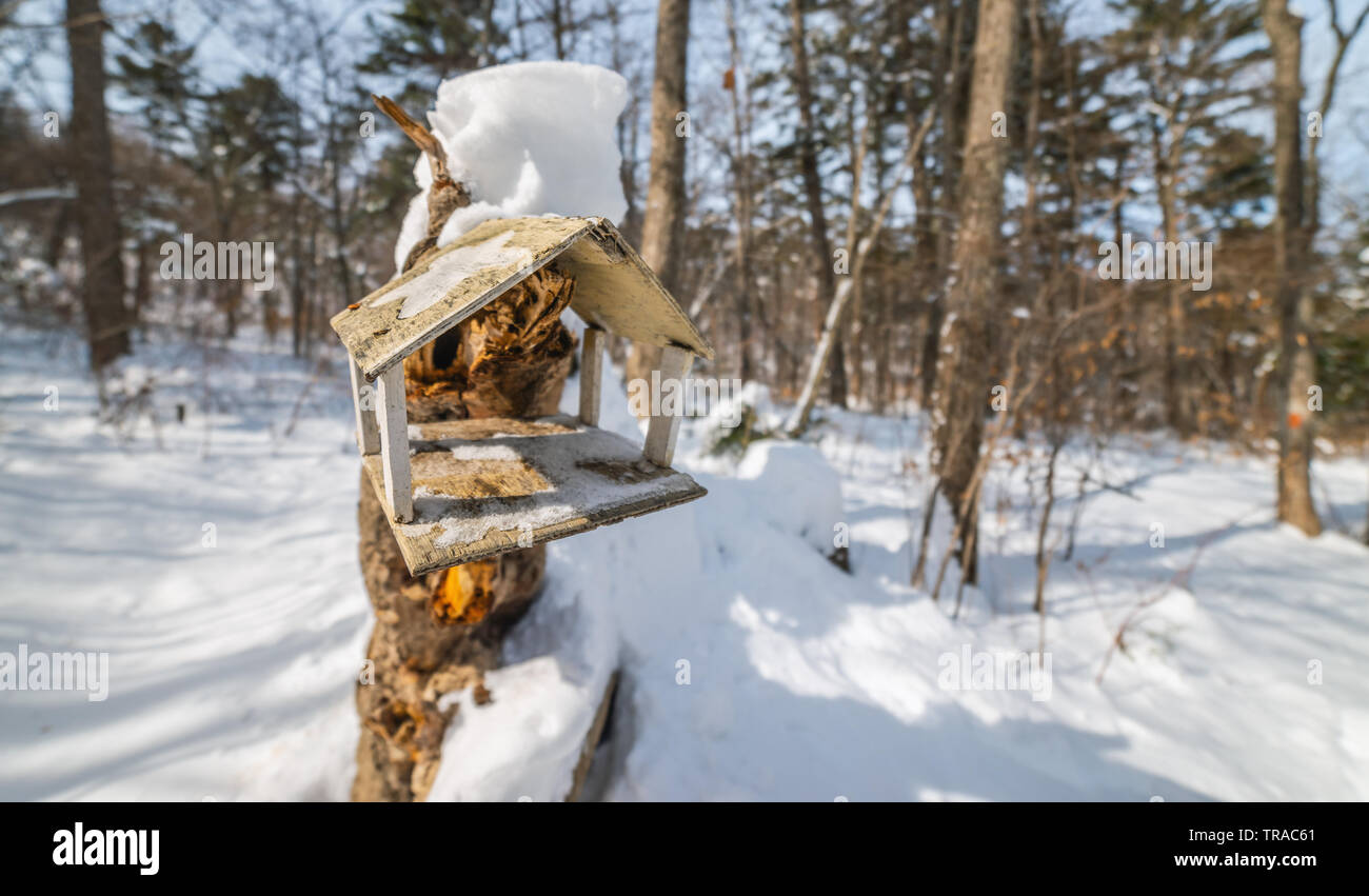 Bird Feeder in den Winterwald. Stockfoto