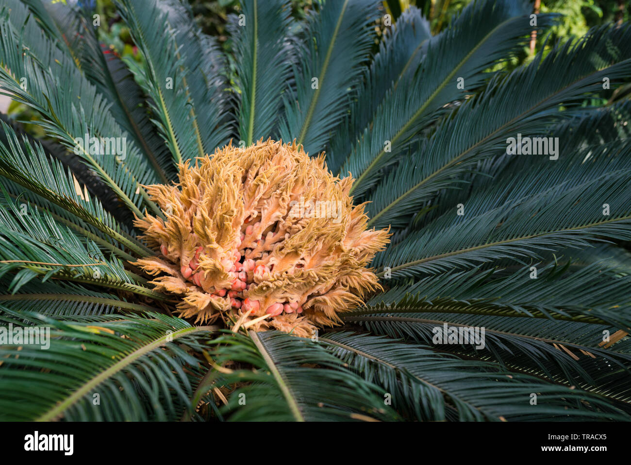 Sago Palm - Cycas Revoluta. Nahaufnahme. Stockfoto