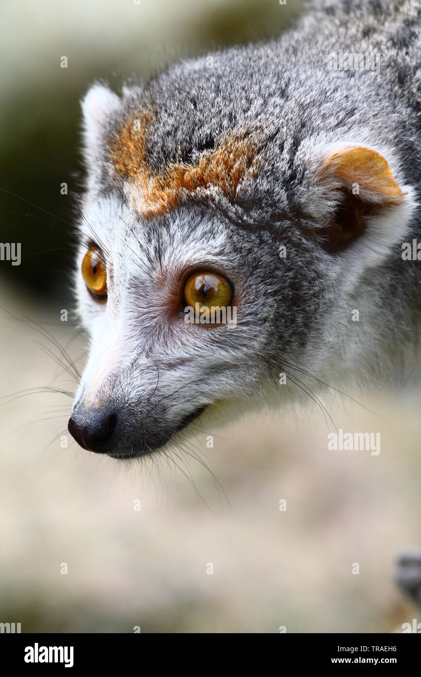 Zooporträt einer weiblichen gekrönten Lemur, wachsam an einer Futterstation. Stockfoto