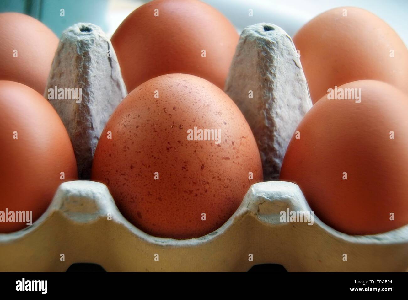 Frische Eier mit einem braunen Shell in einem recyceltem Karton Container Stockfoto