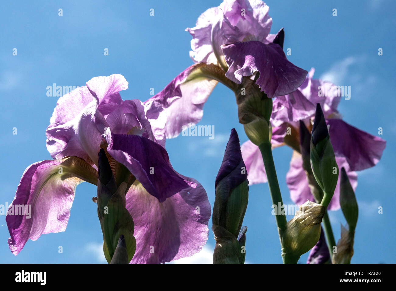 Purple Iris' Lavanesque", Iris, Tall Bearded Iris, Garten Blumen, mehrjährige Pflanze Stockfoto