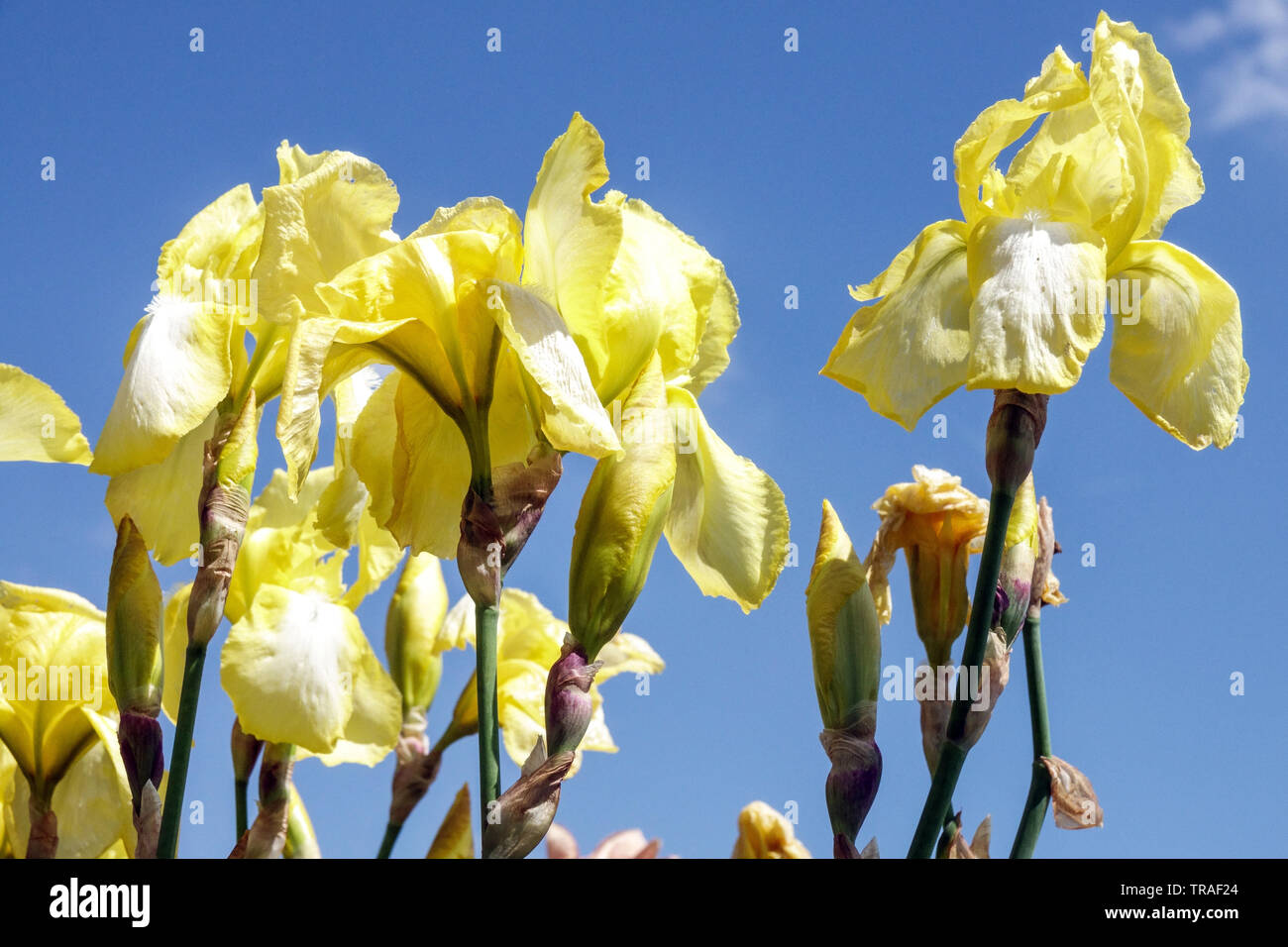 Gelbe Iris „Mattie Gates“, Iris, Tall Bearded Iris hellgelb blüht Gartenblumen, mehrjährige Pflanze, blauer Himmel blüht Stockfoto