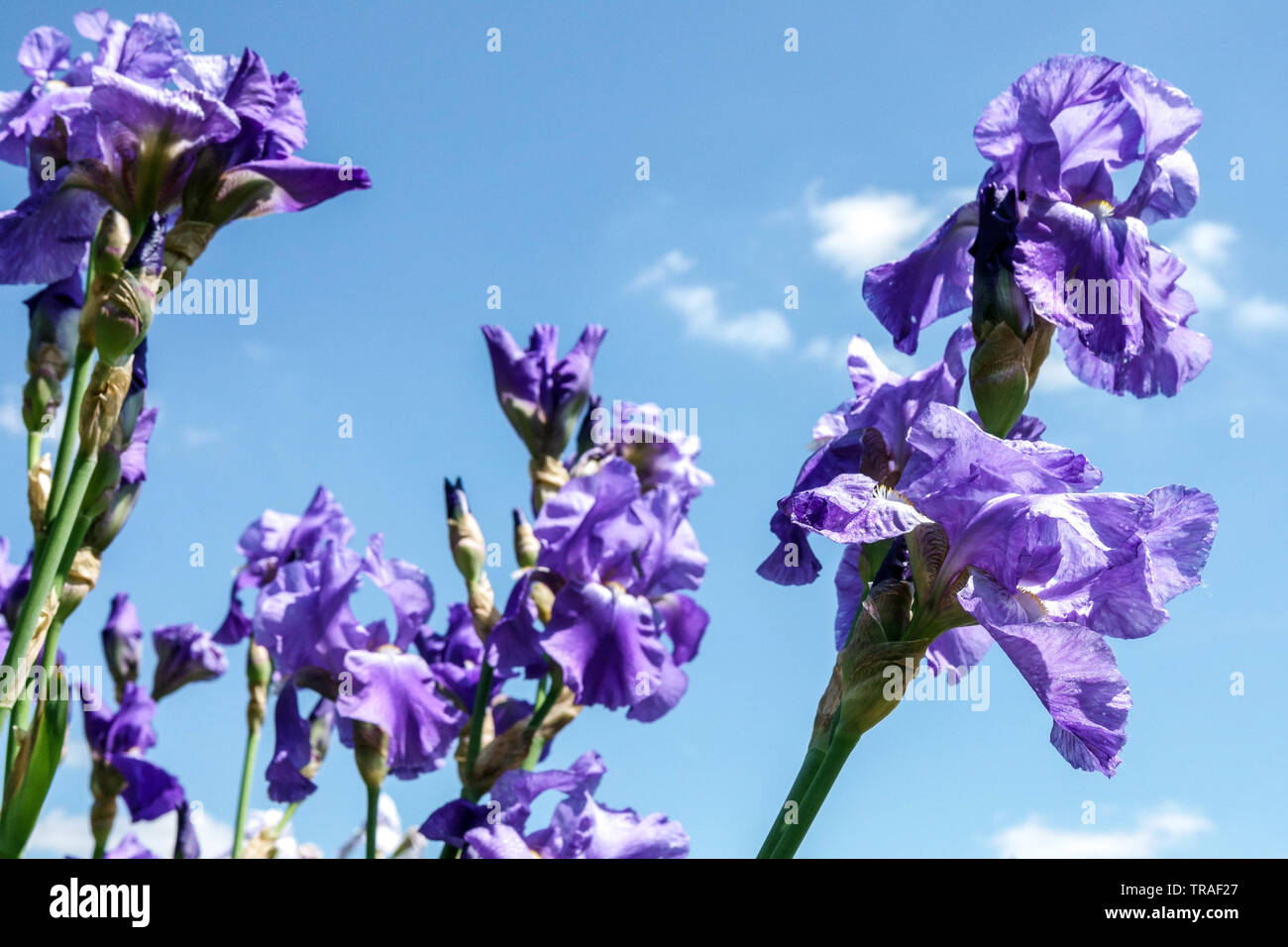 Blue Iris "Ritterlichkeit", Iris, Tall Bearded Iris, schöner Garten Blumen, mehrjährige Pflanze Stockfoto